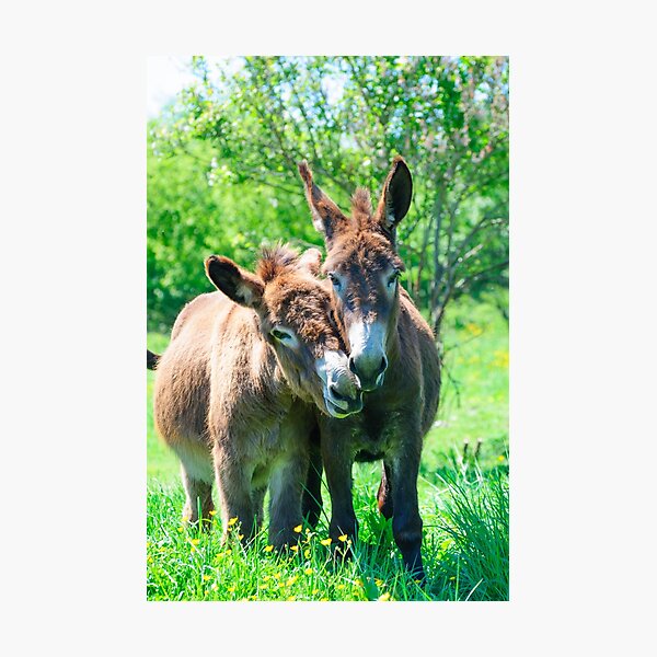 Pair of Donkeys Photographic Print