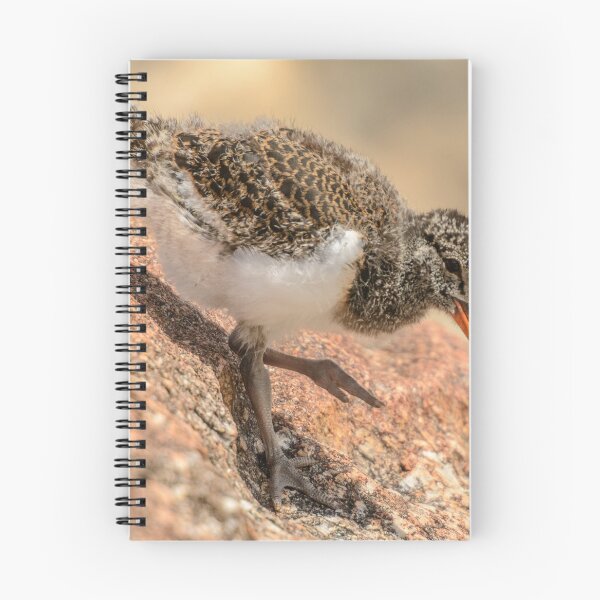 Item preview, Oystercatcher Chick 02 designed and sold by Werner Padarin.
