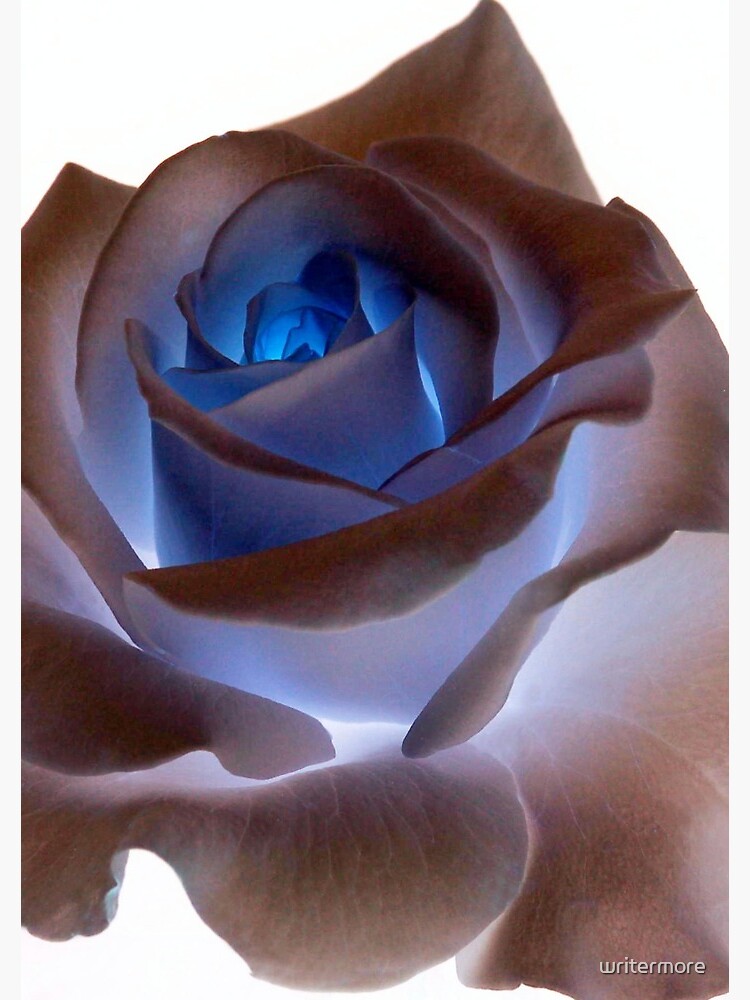 Heartglow Rose by writermore