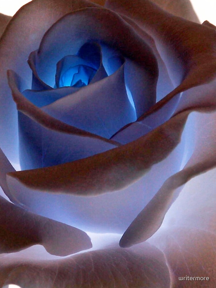 Heartglow Rose by writermore