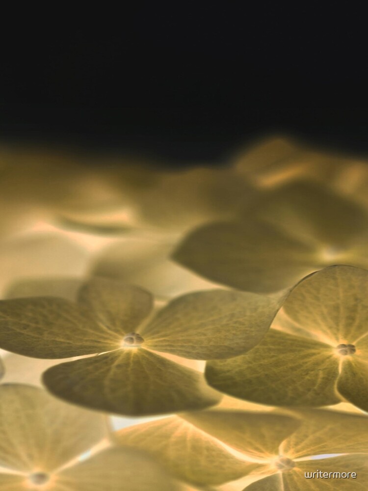 Glow Blossoms by writermore