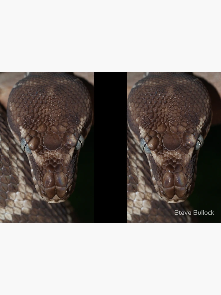 Thumbnail 3 of 3, Journal, Rough Scaled Python designed and sold by Steve Bullock.