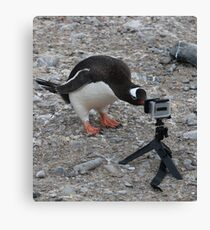 Gentoo Penguin in Antarctica & Go Pro Canvas Print