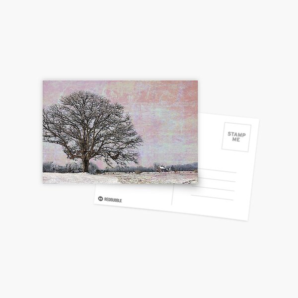 Oak Tree in Field Postcard