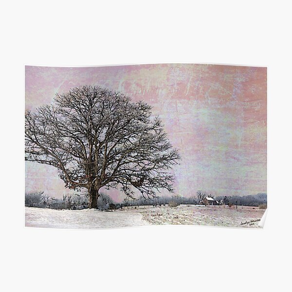 Oak Tree in Field Poster