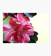 Azalea Flower Cluster Photographic Print