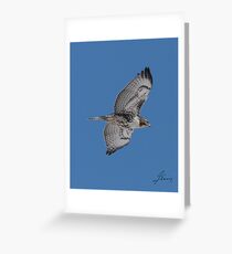 Juvenile Red-tailed Hawk 01 Greeting Card