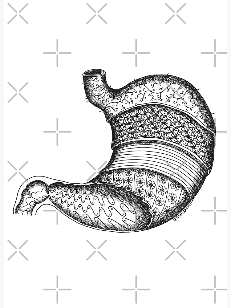 Stomach anatomy organ-mandala