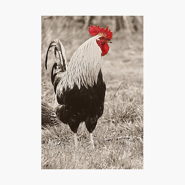 Rooster Photographic Print