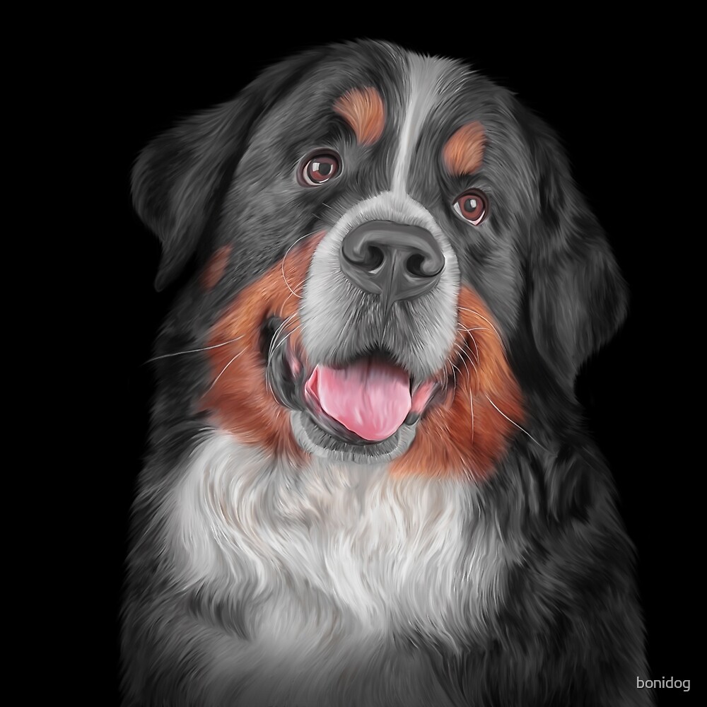 "Drawing Bernese Mountain Dog" by bonidog Redbubble