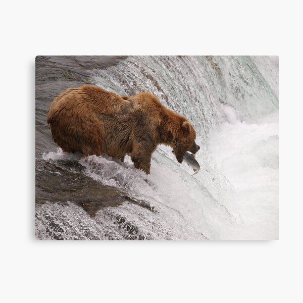 Head Bob fishing at Brooks Falls Canvas Print