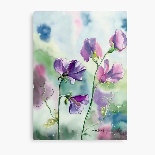 Sweet Pea Watercolour Painting Metal Print