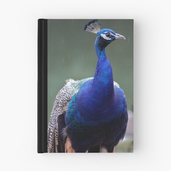 Item preview, Peacock in the Rain designed and sold by Marc McDonald.