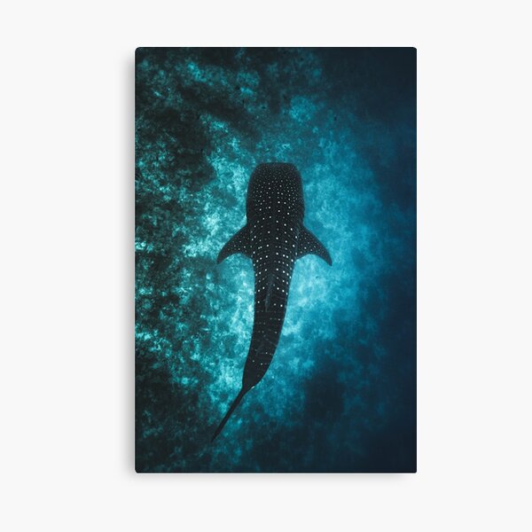 Whale Shark Canvas Print