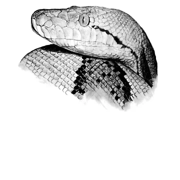 Artwork thumbnail, Python - Snake - Python Shirt - Python Shirt - Python Painting - Python Drawing - Snake Gift - Snake Lovers - Python Gift by Galvanized