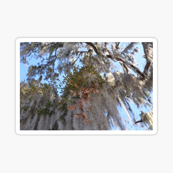 Item preview, Spanish moss bouquet  designed and sold by Margaret Shark.
