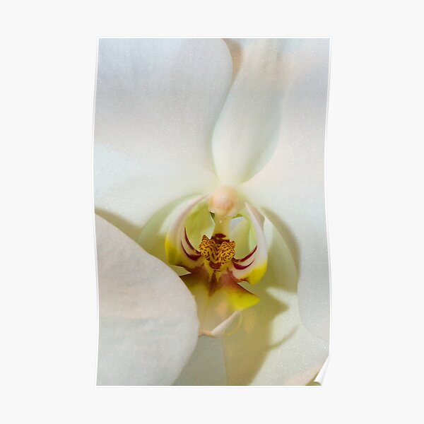 White Orchid Poster
