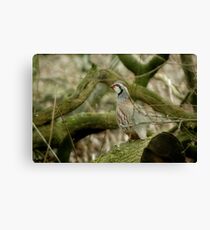 The Frenchman Canvas Print