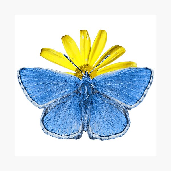 Item preview, Adonis Butterfly  designed and sold by DawnOTheShed.