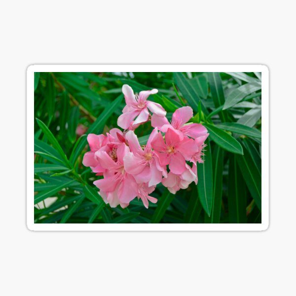 Pink Flowers - Labadee, Haiti Sticker