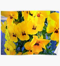 Pansies in a Bag Poster