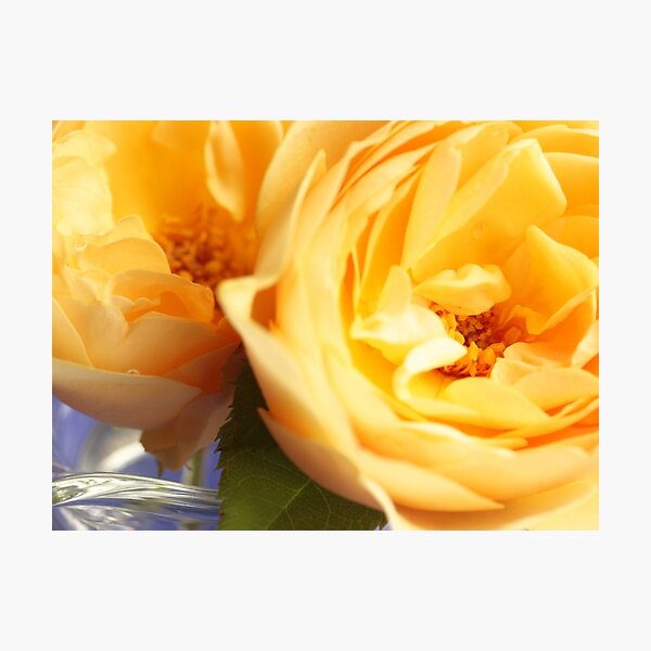 Sunshine and Roses Photographic Print