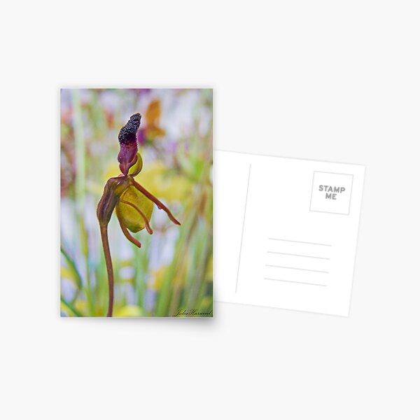 Flying Duck Orchid, Caleana major Postcard
