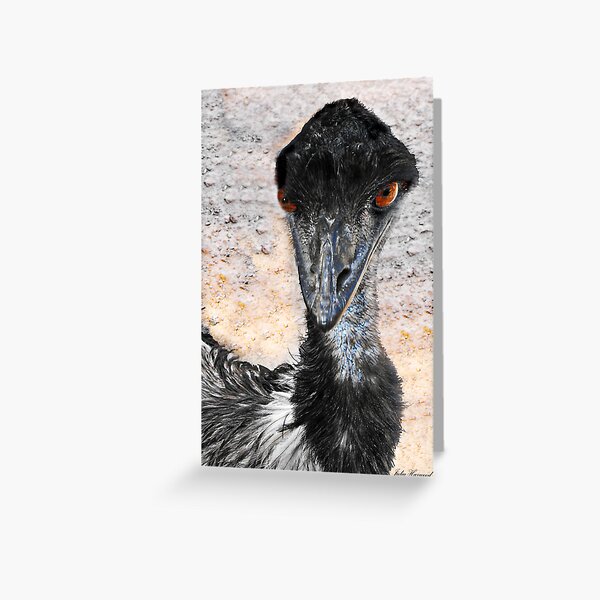 Emu, Dromaius novaehollandiae, in Australia Greeting Card