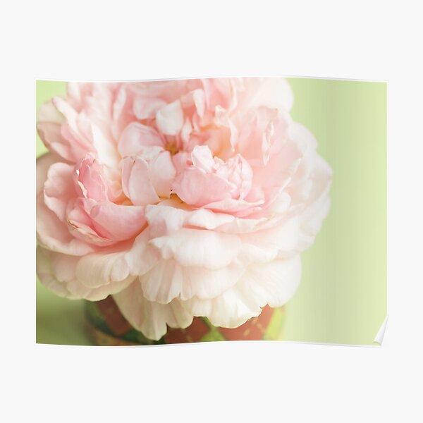 Little Miss Moss Rose Poster