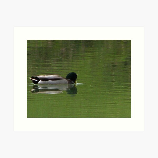 duck reflected Art Print