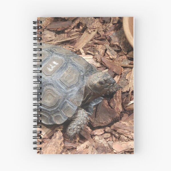 Aperçu de l'œuvre Tortue en route pour le déjeuner créée et vendue par notis.