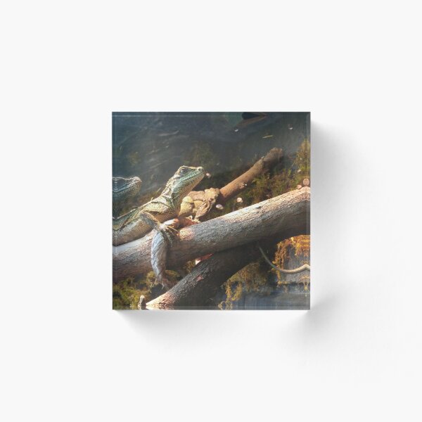 Item preview, Lizards in Love designed and sold by notis.