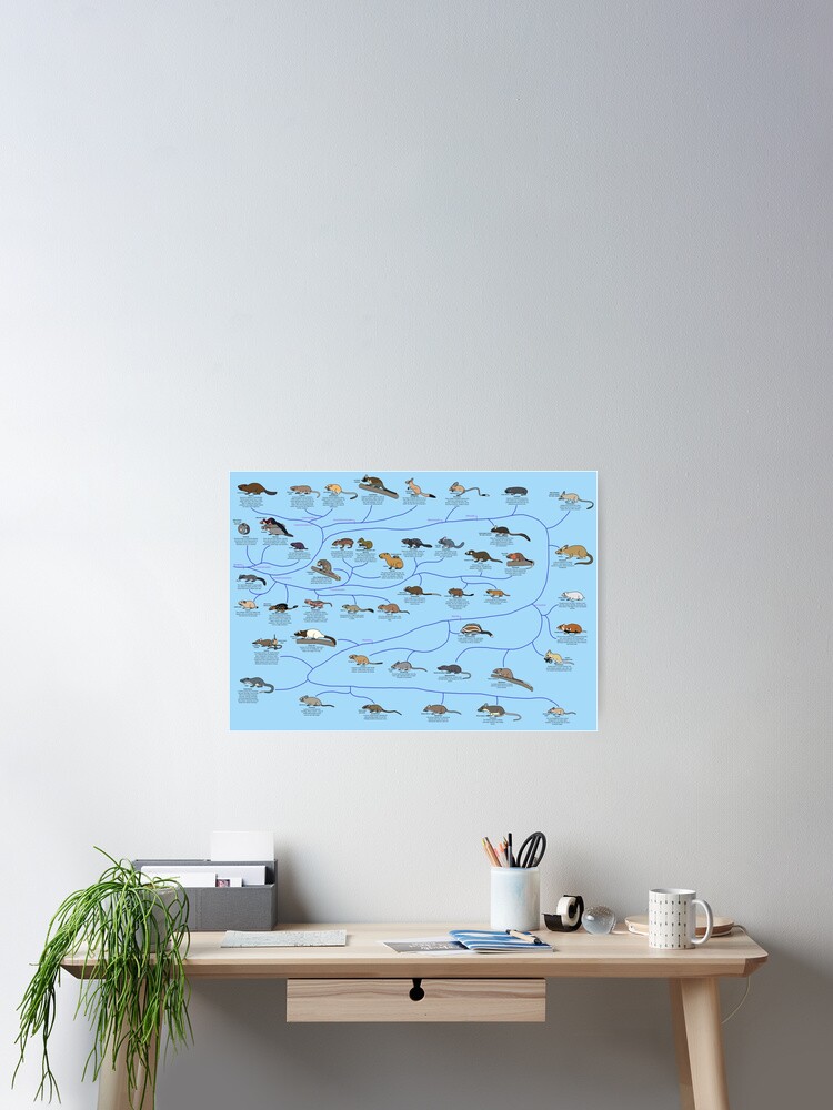 Thumbnail 2 of 3, Poster, Guide to Rodent Phylogeny designed and sold by albertonykus.