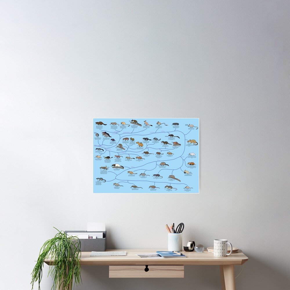 Guide to Rodent Phylogeny Poster