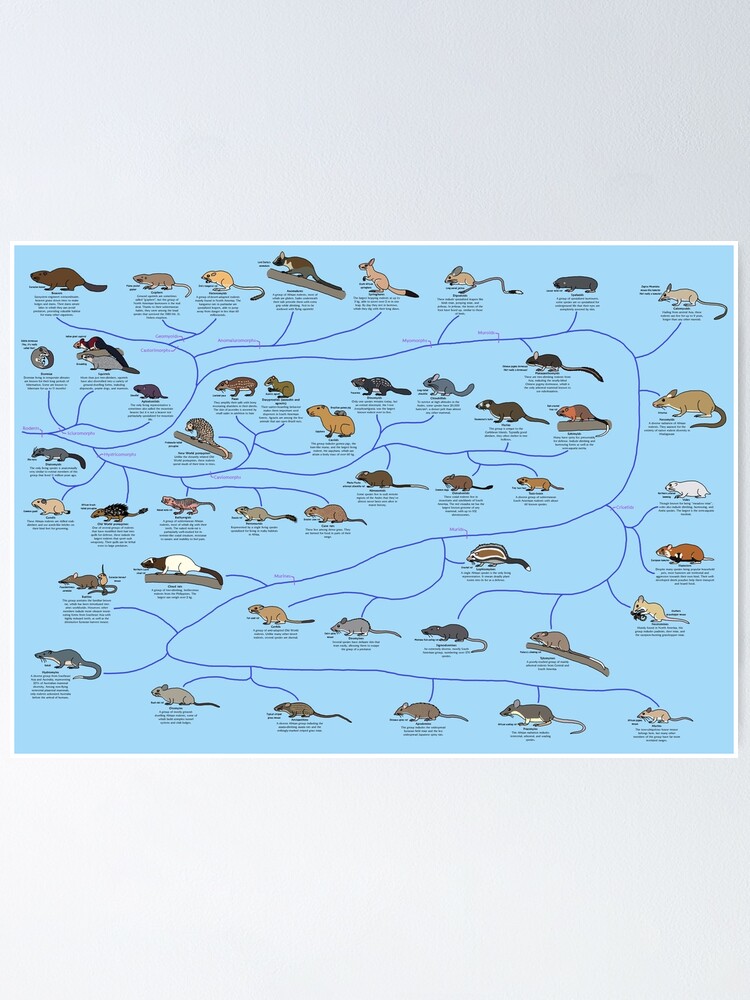 Thumbnail 1 of 3, Poster, Guide to Rodent Phylogeny designed and sold by albertonykus.