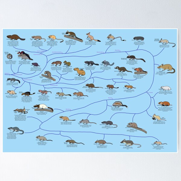 Guide to Rodent Phylogeny Poster