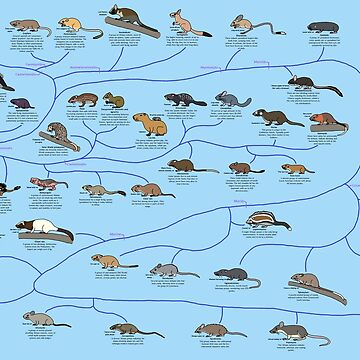 Artwork thumbnail, Guide to Rodent Phylogeny by albertonykus