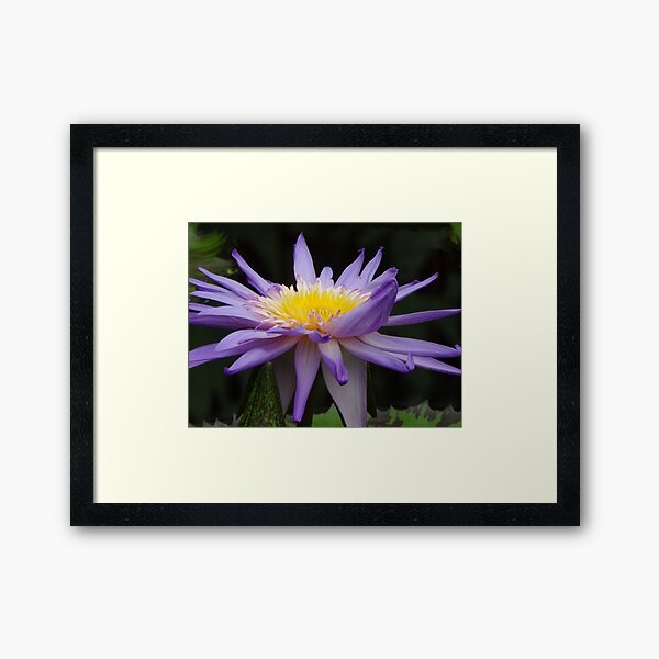 Item preview, Water lily flower designed and sold by CremildeG.