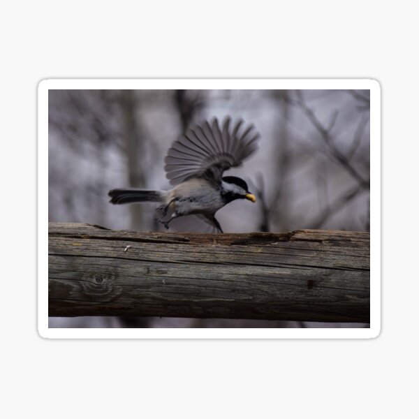 Chickadee and Peanut. Sticker