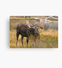 Bull Moose II Canvas Print