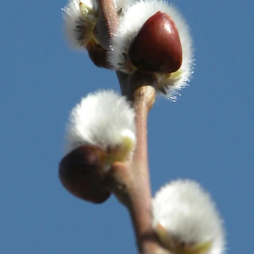 Artwork thumbnail, Spring fuzzies by John Easterhouse