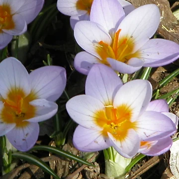 Artwork thumbnail, Hello Spring by John Easterhouse
