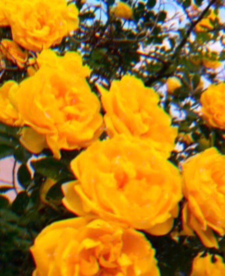Gelb Blumen Wallpaper And Flowers Aesthetic Wallpaper Yellow Flowers 701x1280 Download Hd Wallpaper Wallpapertip