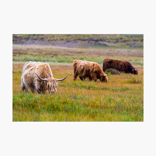 Item preview, Scottish Highland Cows designed and sold by Adrian Alford Photography.