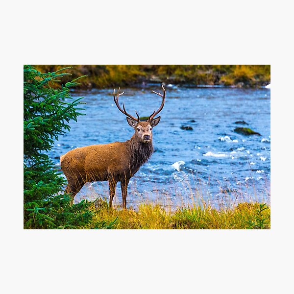 Item preview, Scotland Deer designed and sold by Adrian Alford Photography.