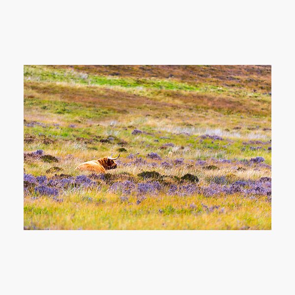 Item preview, Scotland Highland Cow designed and sold by Adrian Alford Photography.