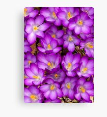 Crocuses Leinwanddruck