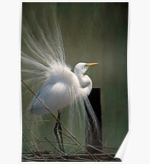 Avery Island Egrets--Great Egret in all his Regalia Poster