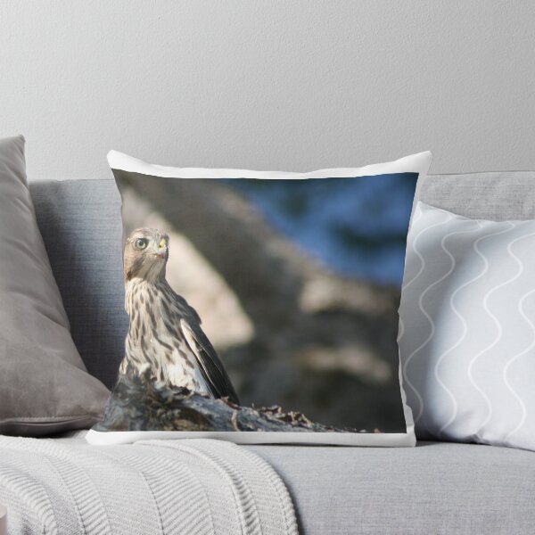Item preview, Cooper's Hawk close up designed and sold by RichImage.