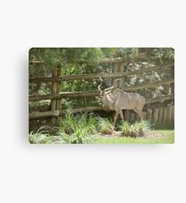 AntÃlope ...........Gran Kudú. Metal Print